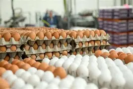 تخم مرغ 30 عددی مارکدار